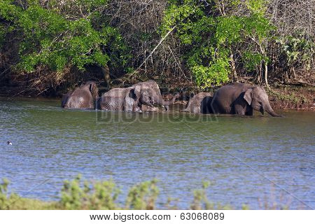 Elephants
