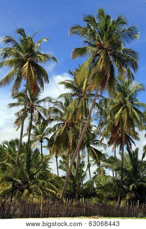 Palm Trees