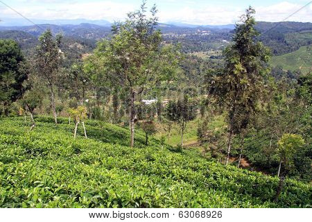 Tea Plantation