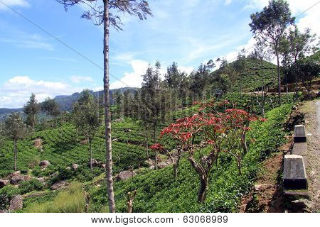 Tea Plantation