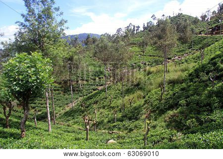 Tea Plantation