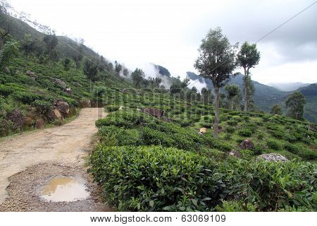 Tea Plantation