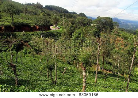 Road And Tea Plantation