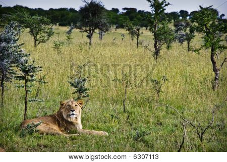 Lion
