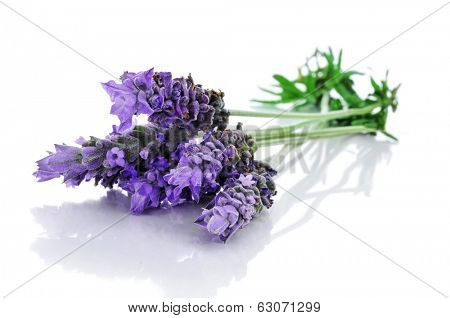 a pile of lavender flowers on a white background