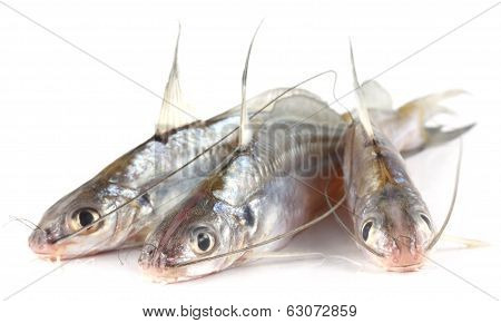 Tengra Fish Of Bangladesh