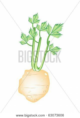 Fresh Green Celery Root On White Background