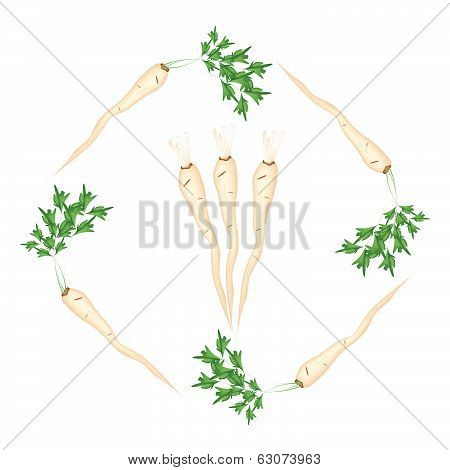 Fresh Green Parsley Roots On White Background