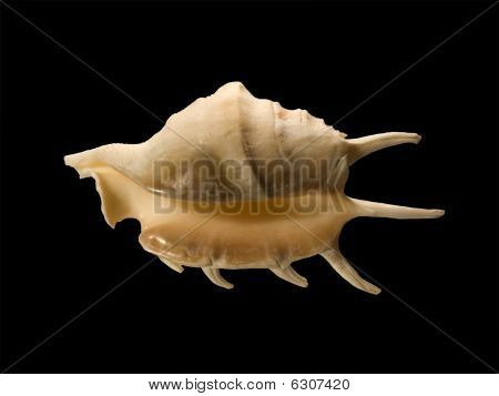 Mollusco con lunghe punte