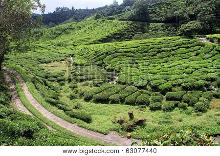 Road And Tea