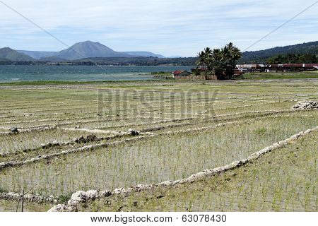 Rice Field