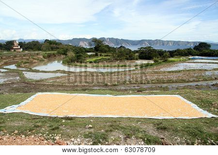 Dry Corn Seeds