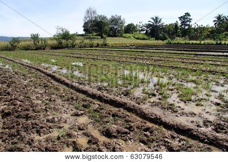 Rice Field