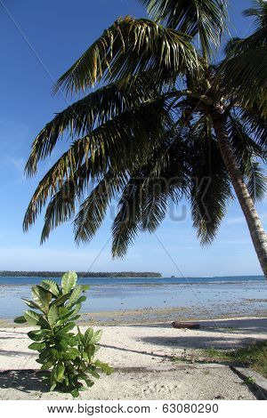Palm Tree