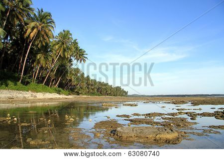 Palm Trees