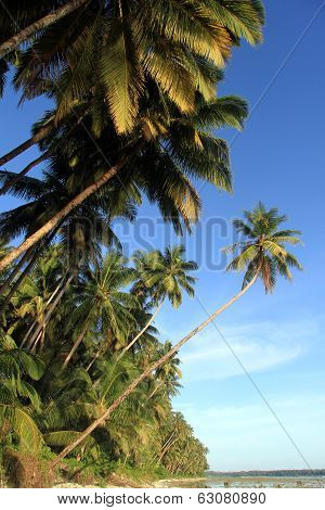 Plantation