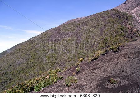 Bush On The Slope