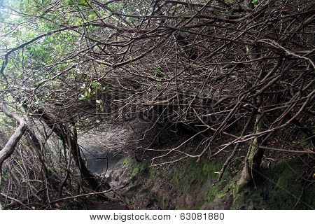 Footpath And Bush