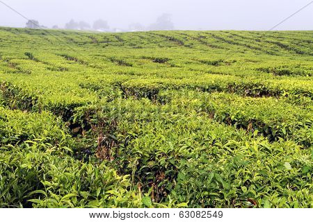 Tea Plantation