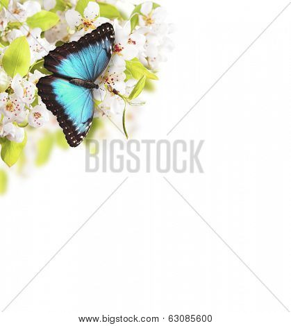Spring background with apple tree blossoms and exotic butterfly, isolated on white background. Free space fro text.