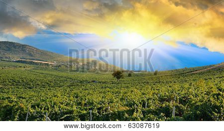 Sunrise Over A Grape Field