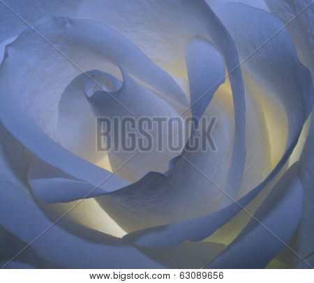 White rose