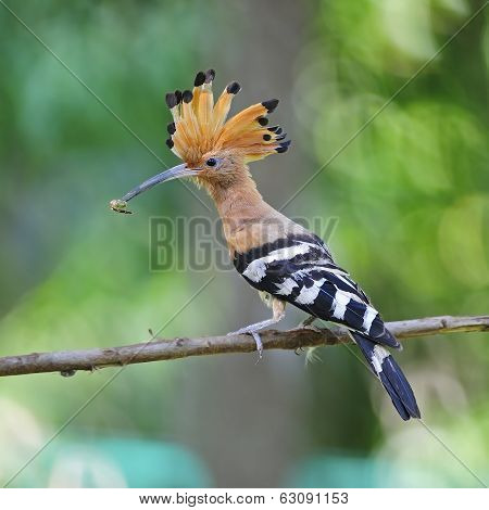 Eurasian Hoopoe