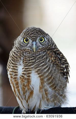 Asian Barred Owlet