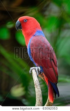 Eclectus Parrot