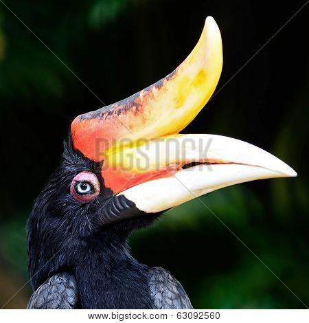Rhinoceros Hornbill