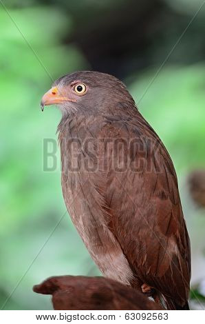 Rufous-winged Buzzard