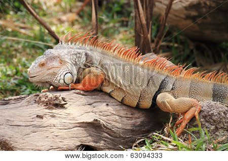 Iguana