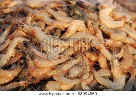 Fresh Shrimp