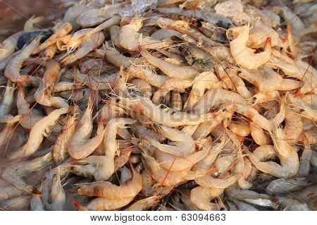 Fresh Shrimp