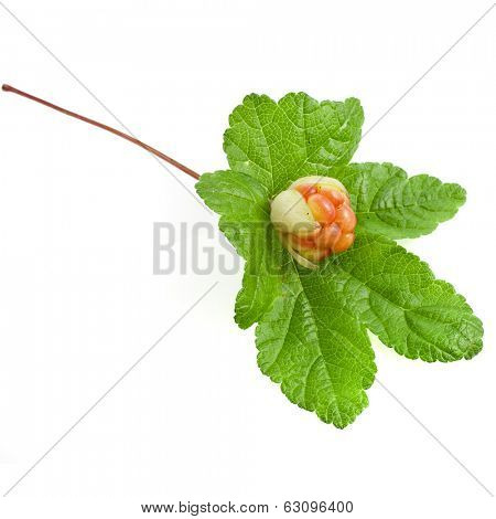 Single fresh cloudberry ( Rubus chamaemorus) close up macro isolated on white background