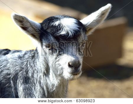 Baby Goat portrait