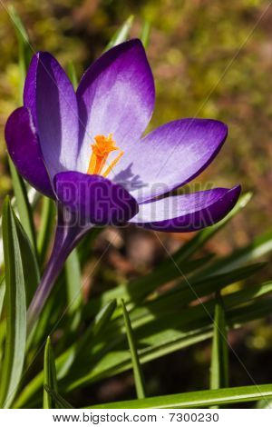 Lila våren Crocus i mars