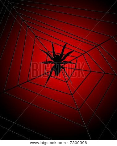 Örümcek web
