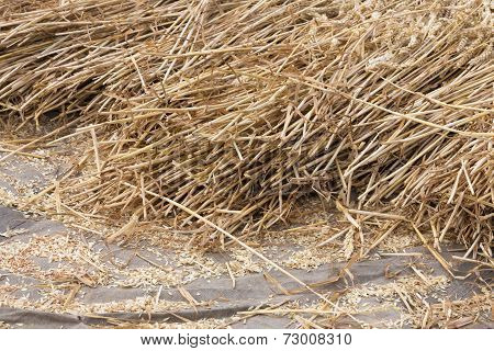 Cereals At A Threshing Floor