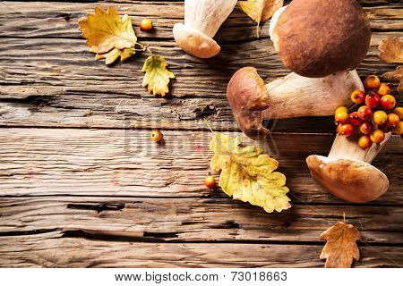 Ceps on wooden table, autumn harvest crop