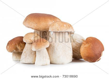 Ceps on white background, autumn harvest crop