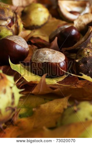 Horse Chestnut