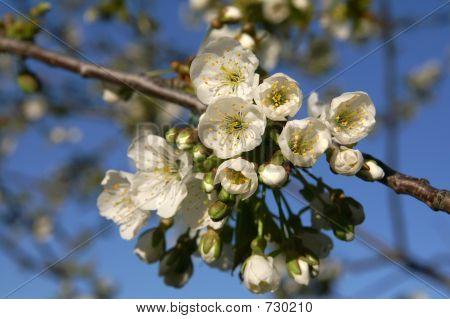 桜の花
