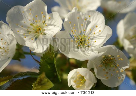 桜の花