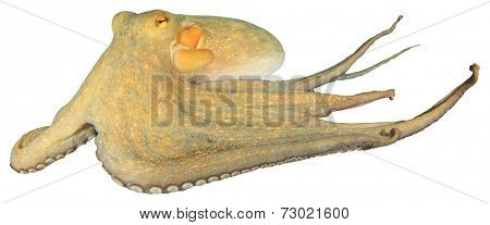 Living octopus underwater isolated on white background