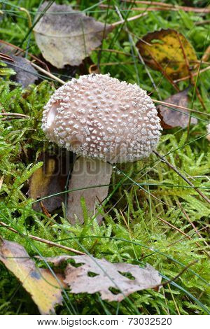 mushroom