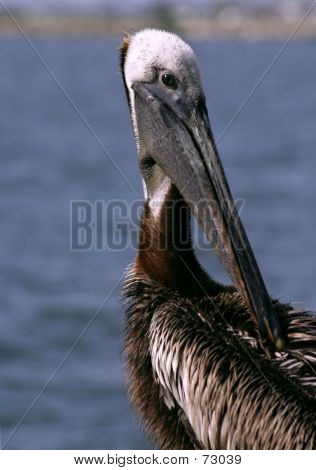 Preening Pelikán