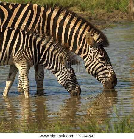 Zebra Drinking