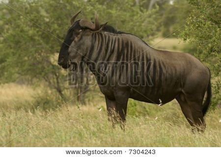 Blue Wildebeest