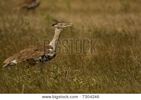 Kori Bustard